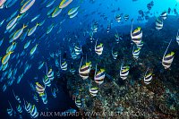 Take Cover! Maldives