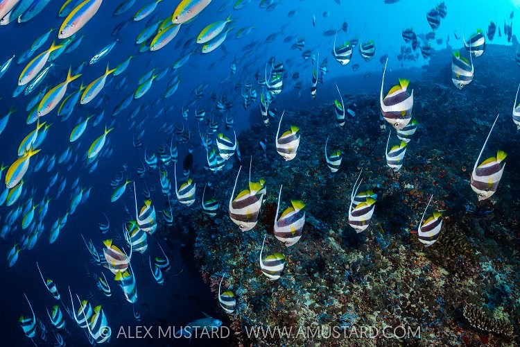 Take Cover! Maldives