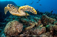 Hawksbill Turtle Swimming, Maldives