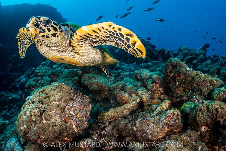 Hawksbill Turtle Swimming, Maldives