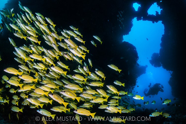 Snappers And Diver, Maldives