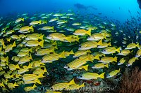 Snappers And Diver, Maldives