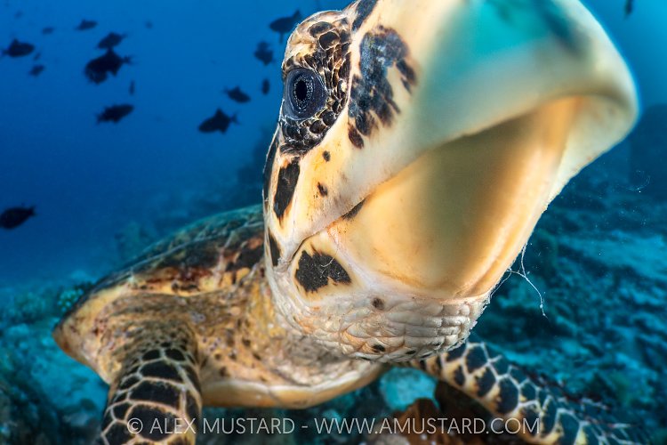 Turtle Portrait, Maldives