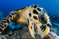 Turtle Feeding, Maldives