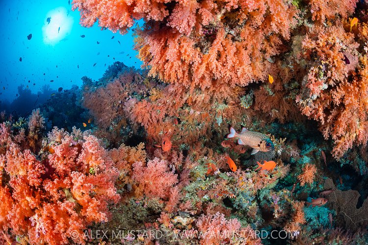 Colourful Reef, Maldives