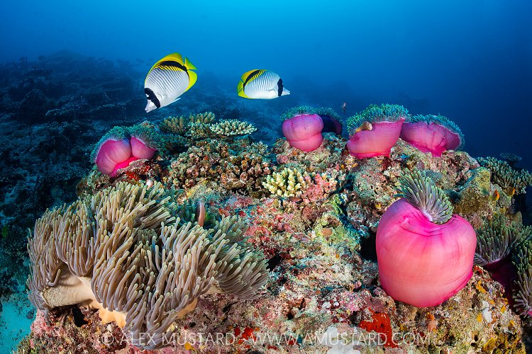 Butterflyfish Feeding On Anemones, Maldives
