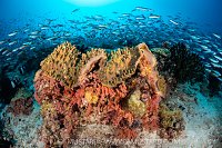 Fusiliers Over Reef, Maldives