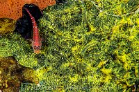 Triplefin On Sponge, Maldives.