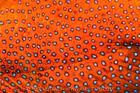 Coral Grouper Colouration, Maldives