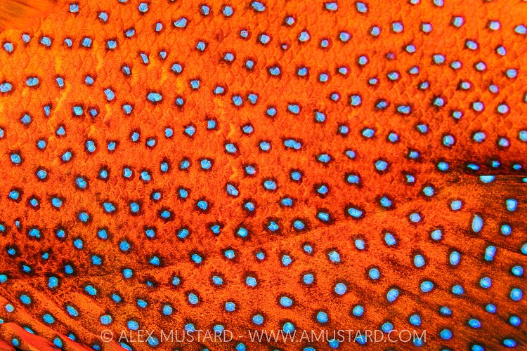 Coral Grouper Colouration, Maldives