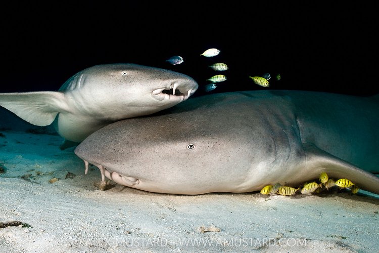 Nurse Sharks With Trevallies, Maldives
