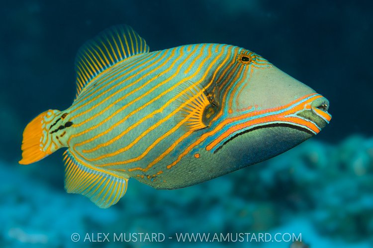 Orange-Lined Trigger, Maldives.