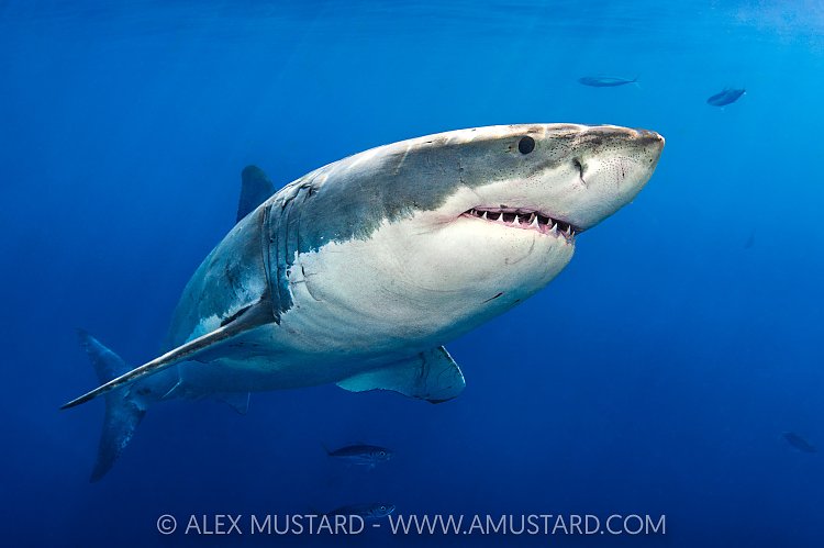 White Shark Portrait, Mexico