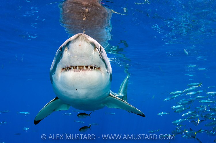 White Shark Portrait, Mexico