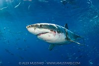 White Shark Portrait, Mexico