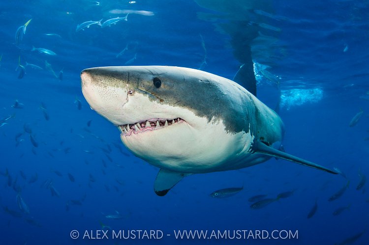 White Shark Portrait, Mexico