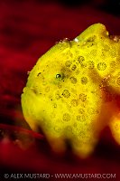 Yellow Frogfish On Red, Philippines