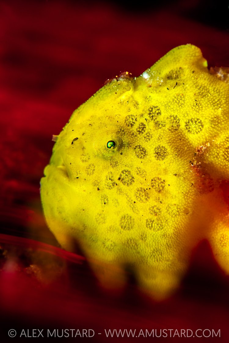 Yellow Frogfish On Red, Philippines