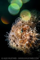 Hairy Frogfish Portrait, Phlippines
