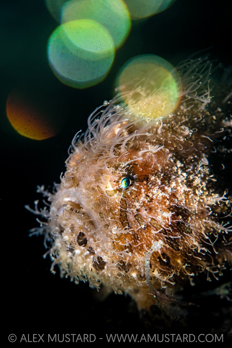 Hairy Frogfish Portrait, Phlippines