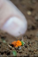Tiny Frogfish, Philippines