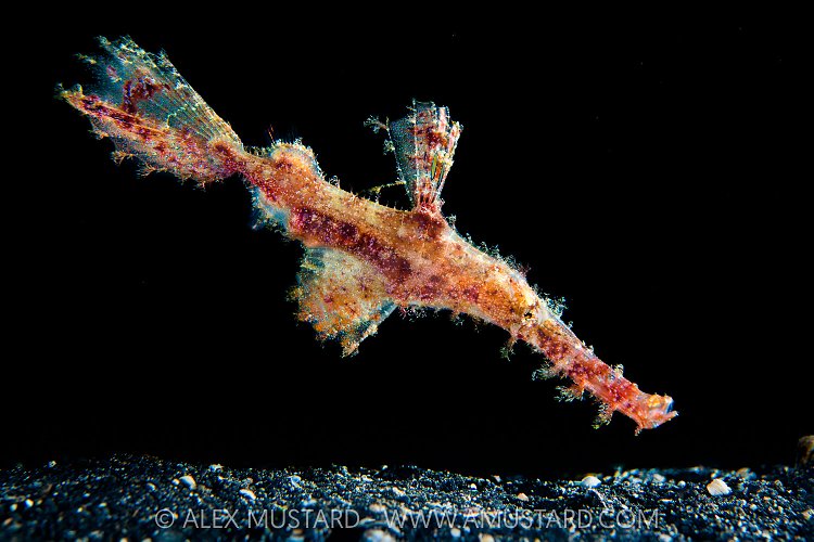 Ghostpipefish Backlit, Indonesia