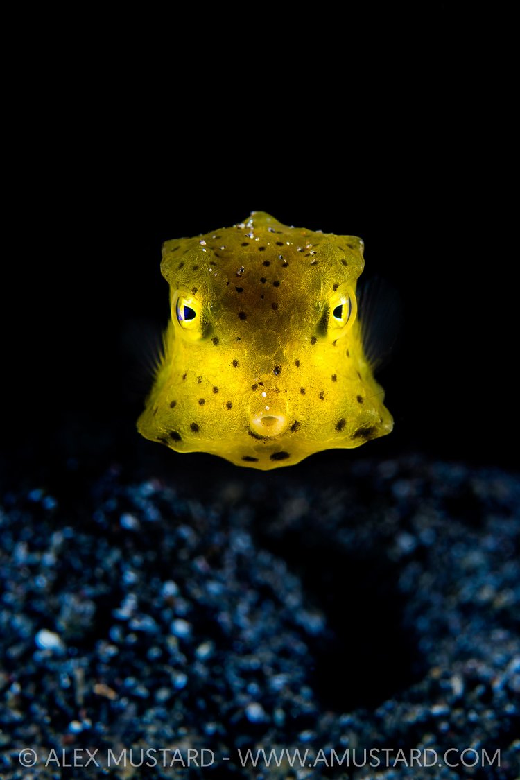 Glowing Boxfish, Indonesia