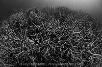 Branching Corals, Indonesia