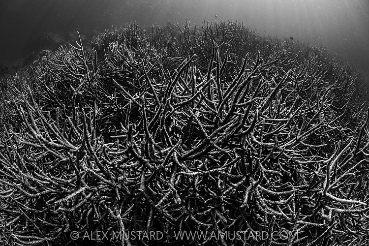 Branching Corals, Indonesia