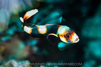 Dancing Sweetlips, Indonesia