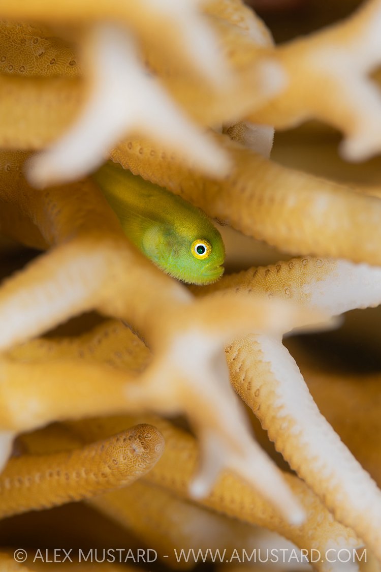 Goby Hiding In Coral, Indonesia
