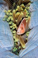 Anemonefish Portrait, Indonesia