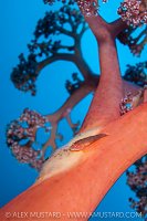 Goby Guarding Eggs, Indonesia