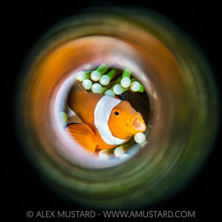 Clownfish Swirl, Indonesia