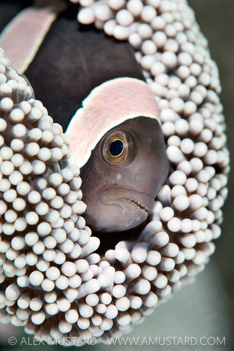 Hiding In Anemone, Indonesia