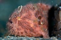 Hairy Frogfish, Indonesia