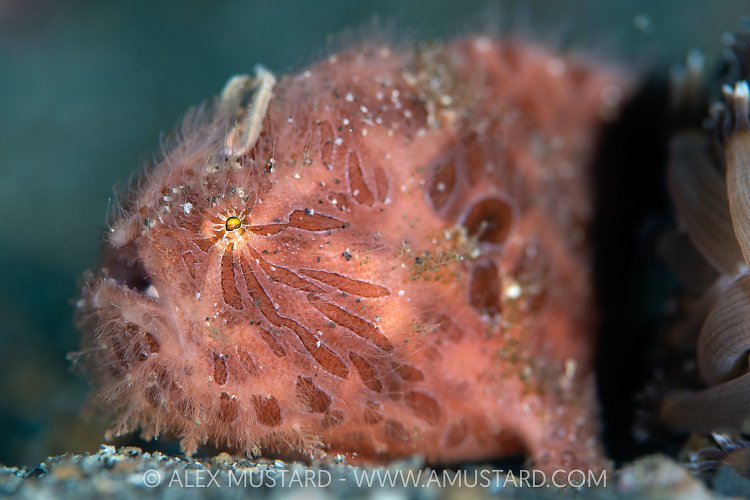 Hairy Frogfish, Indonesia