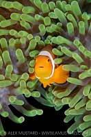 Anemonefish In Tentacles, Indonesia