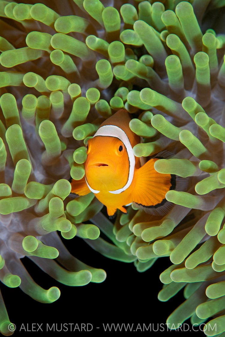 Anemonefish In Tentacles, Indonesia