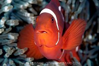 Anemonefish Portrait, Indonesia