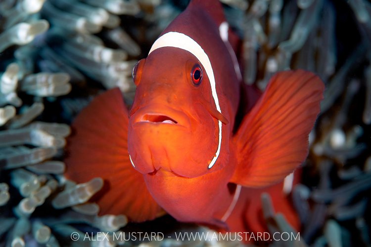 Anemonefish Portrait, Indonesia
