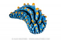 Nudibranch In Underwater Studio, Indonesia