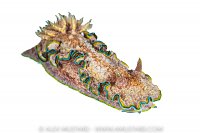 Nudibranch In Underwater Studio, Indonesia