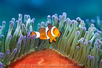 Anemonefish In Tentacles, Indonesia