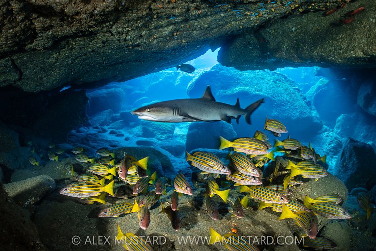 Whitetip Reef Shark In Cave, Socorro, Mexico