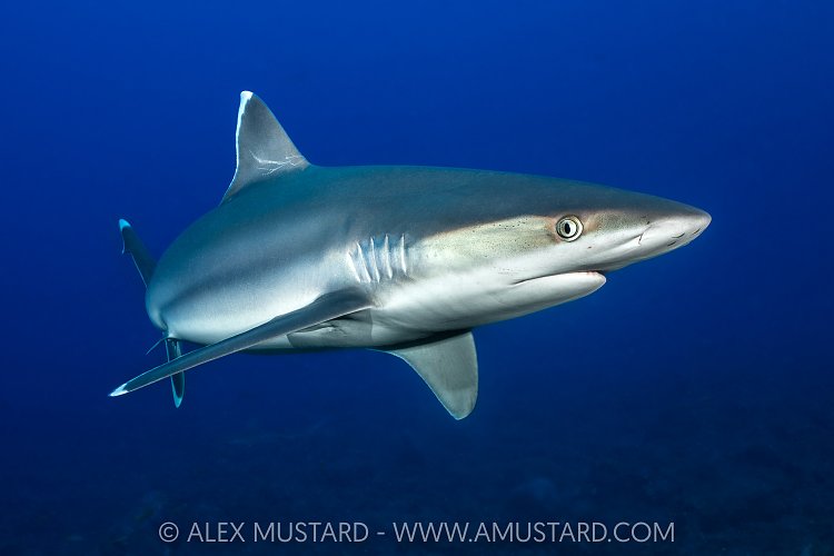 Silvertip Shark, Socorro, Mexico