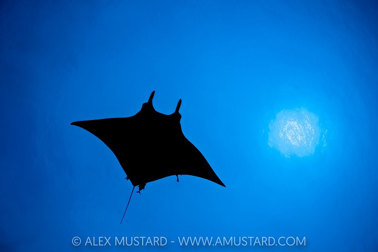Manta Silhouette, Socorro, Mexico