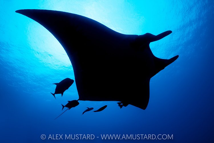 Manta Silhouette, Socorro, Mexico