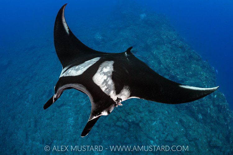 Manta Over Reef, Socorro, Mexico