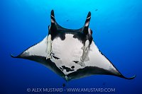 Giant Manta, Socorro, Mexico